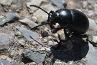 Timarcha tenebricosa